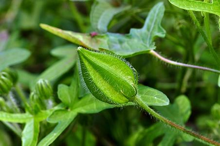 Abelmoschus sagittifolius Extract powder.jpg